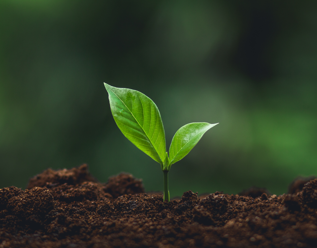 Carbon neutral phones: how planting trees can offset the lifetime carbon footprint of your phone